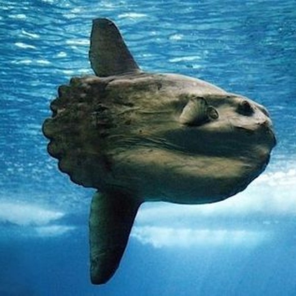 Profile Picture of Mola Mola (@vintagemolamola) on Poshmark