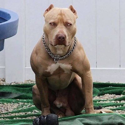 Brandon Ridgeway - Twitter Profile Picture of Brandon Ridgeway (@tpapoi813) on Twitter