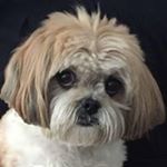 Profile Picture of Joanna Page (@joanna_page) on Instagram