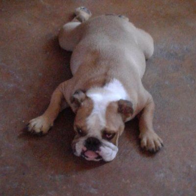 Profile Picture of Adam Morr (@Adammorr5) on Twitter