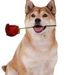 Profile Picture of Nancy Schadtle Marino (@nancyschadtlema) on Pinterest