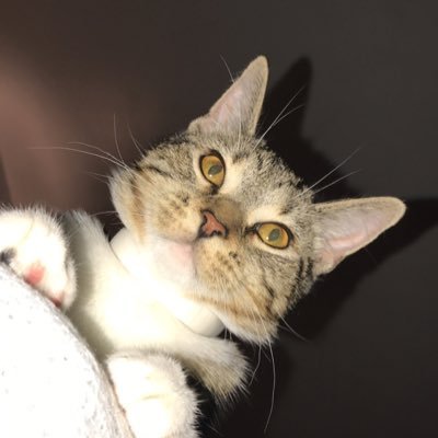 Profile Picture of Mitchell (@MitchellNix10) on Twitter