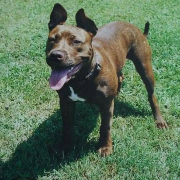 Profile Picture of Jason Adam (@jadam340) on Poshmark