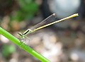 Citrine forktail - Wikipedia Profile Picture of Citrine forktailon Wikipedia