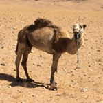 Profile Picture of joe_s_p_r_y (@joe_s_p_r_y) on Instagram