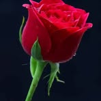 Profile Picture of Alok Sirn (@Alok-Sirn) on Facebook