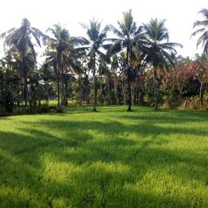 Profile Picture of Rashmi Bhat (@rashmibhat10) on Twitter