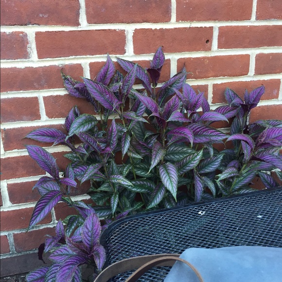 Profile Picture of Caitlin Swezey (@cswezey2344) on Poshmark