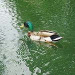 Profile Picture of Kevin Nedd (@kevinnedd1) on Flickr