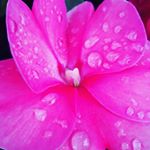 Profile Picture of Evelyn Quinonez (@evelyn_lovedogs18_) on Instagram