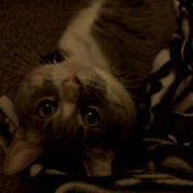 Profile Picture of Patti Patterson (@pattipatterson1310) on Youtube