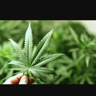 Profile Picture of Thomas Seguin (@thomas.seguin.5688476) on Facebook