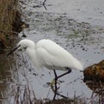 Profile Picture of Cheryl Readings (@cheryl.readings) on Instagram