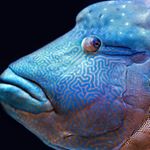 Profile Picture of Fish Offishial (official) (@fish.offishial) on Instagram