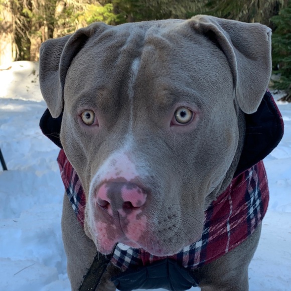 Profile Picture of Thomas Wright (@thomaswright632) on Poshmark