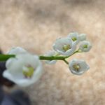 Profile Picture of Marilyn Peaks (@marilynpeaks) on Instagram