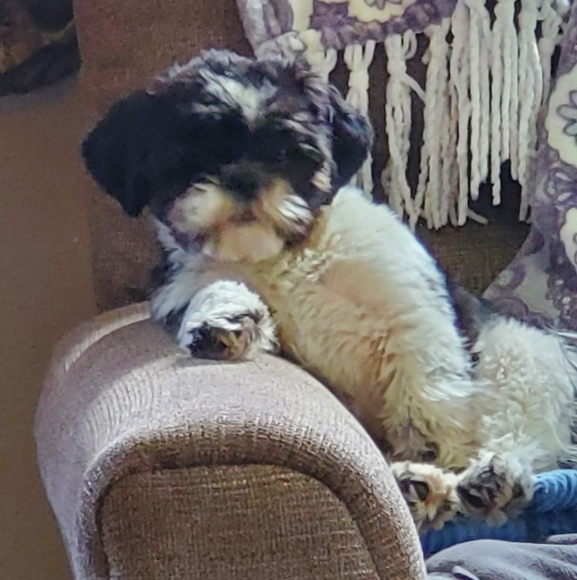 Profile Picture of Tamara Green noel (@tamaranoel51) on Poshmark