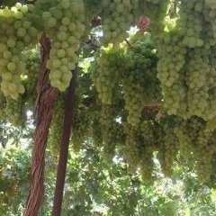 Profile Picture of Shahid Jamil (@shahidjamil326) on Twitter