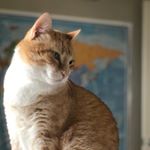 Profile Picture of George E. (@georgeandthetwostrings) on Instagram