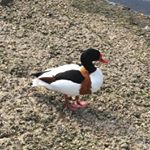 Profile Picture of Barry Howell (@barryh1943) on Instagram