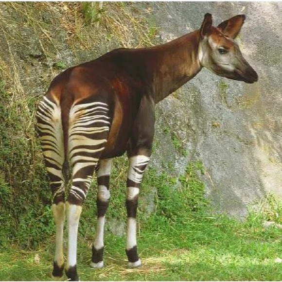 Profile Picture of Brayden James (@braydenjames221) on Poshmark