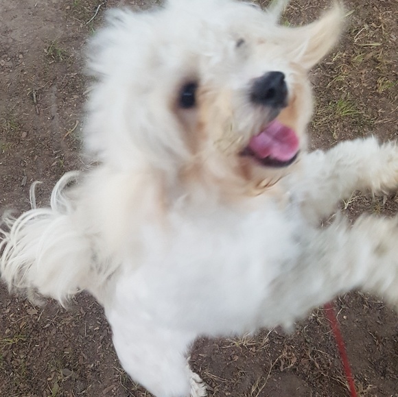 Profile Picture of Annabelle Ramos (@snow04627) on Poshmark