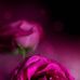 Profile Picture of Lynette Silva (@lynette.silva.921) on Facebook