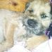 Profile Picture of Dylan BorderTerrier (Dylan Border Terrier) (@dylan.borderterrier) on Facebook