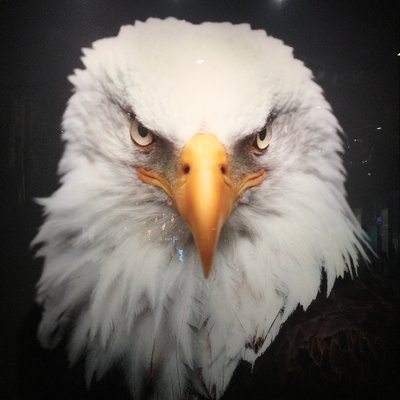 Profile Picture of Michael Castro, MD (@oncohawk) on Twitter