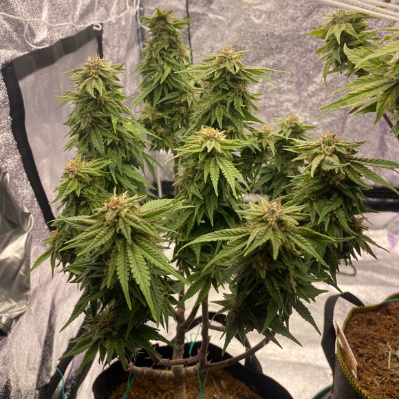 Joshua Breen - Poshmark Profile Picture of Joshua Breen (@joshuabreen) on Poshmark