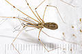 Profile Picture of Pholcus phalangioideson Wikipedia