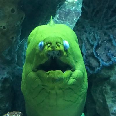 Profile Picture of Kim Fontes (@kfonts) on Twitter