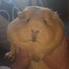 Profile Picture of Brott Januszewski (@brottjanuszewski) on Tiktok