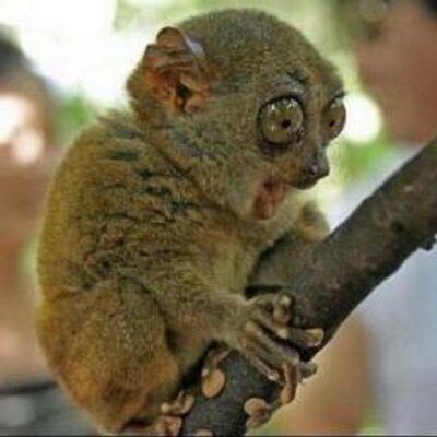 Profile Picture of Gabriel Gómez (@GabriGmez) on Twitter