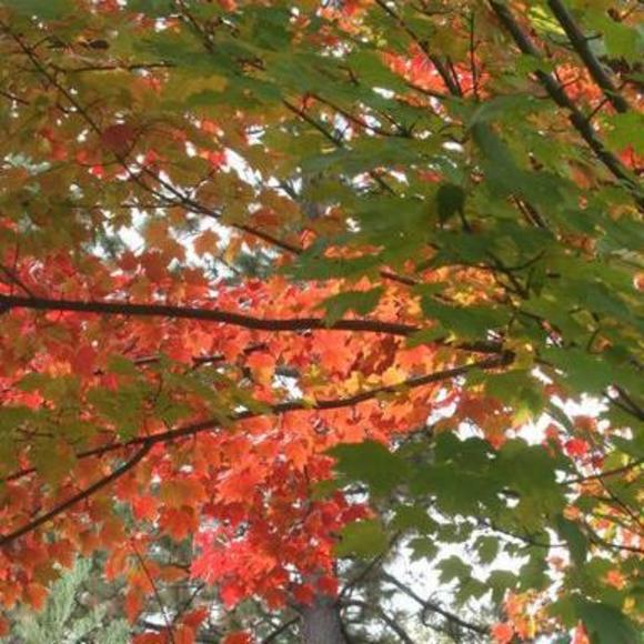 Profile Picture of Claudia Chapman (@ccparadise) on Poshmark