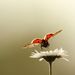 Profile Picture of Lisa Westergaard Taylor (@lisarwt) on Pinterest