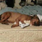 Profile Picture of ,Shawn Acevedo (@shawnace46) on Instagram