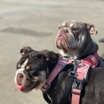 Profile Picture of Wilma & Mabel beautiful English bulldogs (@bulldogs_wilmaand_mabelsisters) on Instagram