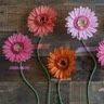 Profile Picture of Amy Zipkas (@amyz1595) on Pinterest