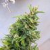 Profile Picture of Charlee Grower (@charlee.grower.3) on Facebook