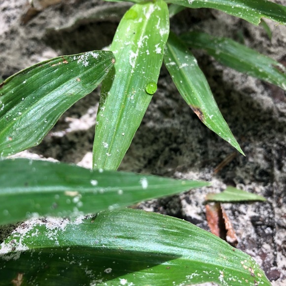 Profile Picture of Dagnae Lempa (@dlempa) on Poshmark