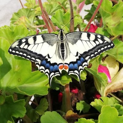 Profile Picture of Kamin Aleksandra (@kamin_sandra) on Twitter