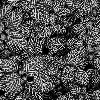 Profile Picture of Tom Coker (@gisamuraix) on Twitter