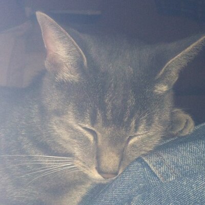 Profile Picture of Tracie Wallace (@Tracie_Wallace) on Twitter