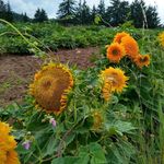 Profile Picture of Erik Dietz (@fatcatfarmdx) on Instagram