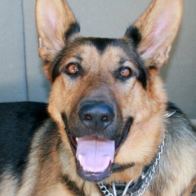 Profile Picture of Barbara Allen (@ChessMa) on Twitter