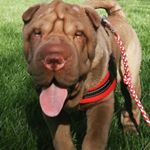 Profile Picture of Ernest The Beast (@ernest_the_sharpei) on Instagram