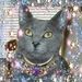 Profile Picture of Toby Cobb (@tobyann2) on Pinterest