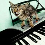 Profile Picture of Culture Vulture (@aashish_adhikari) on Instagram