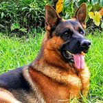 Profile Picture of Carlos A. Osorio A. (@osorioaca) on Instagram